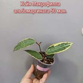 ХОЙЯ РАЗНЫЕ СОРТА