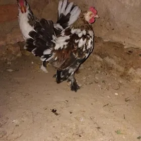 karlik