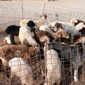 Goýun,işjek,tokly, geçi,çebiş
