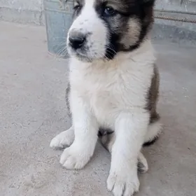 İt