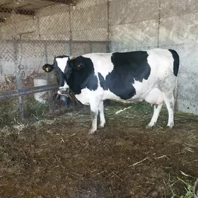 arassa Galisteyin boğaz 6aylyk