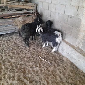 ìşşek