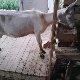 sannen geçi suýtlik paroda