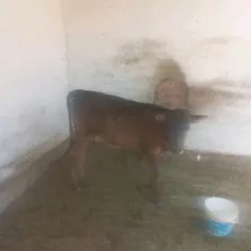tùwe gòle