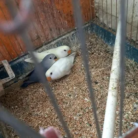 попугаи неразлучники