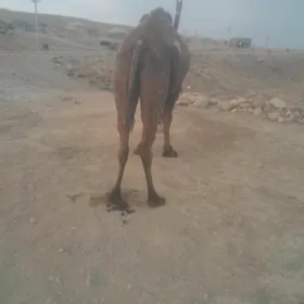 kosekli duye