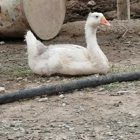 guwa gaz guss