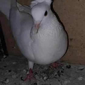 kepderi