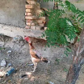 Taskent towuk