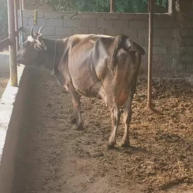 Goleli sygyr arassa siwes suyt