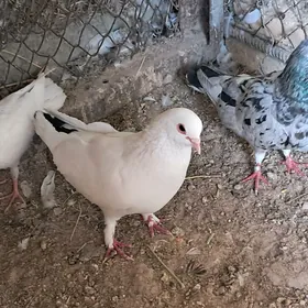 kepderi