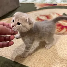 шотландский вислоух