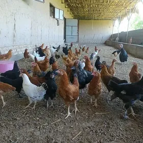jüje