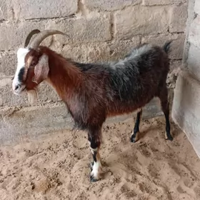 Daÿow Erkeç