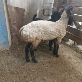 işşek