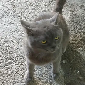 Paroda öy pişigi