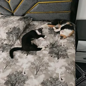 pişik