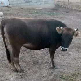 sygyr