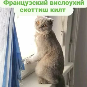 Французский вислоухий
