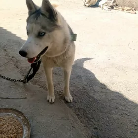 haski