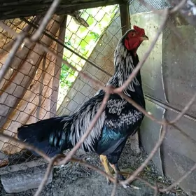 horaz