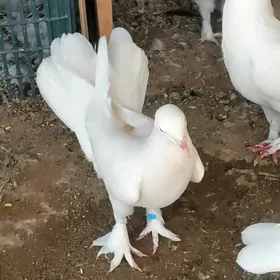 kepderi