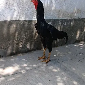 horoz