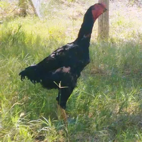 taşkent horaz