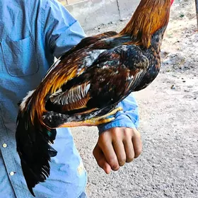 Horaz