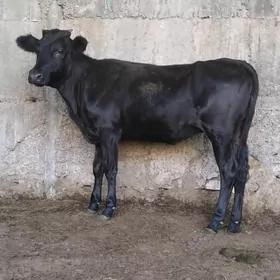 5.ŞWES TUWE.