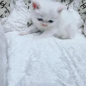 şotlan poroda oglan pisik