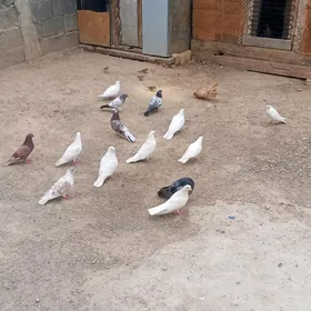 kepderi