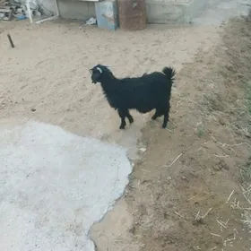 geci