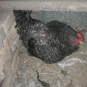 Gigant kürk towuk
