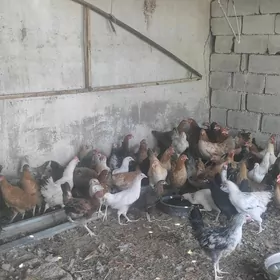 yaş towuk