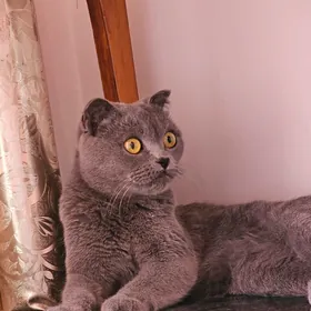pişik, 1 ÿaş