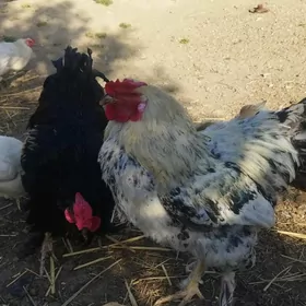satlyk horozlar