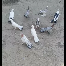 Kepderi