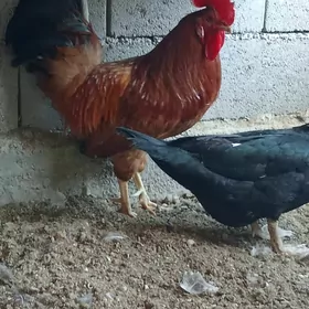 Horaz Türkmen