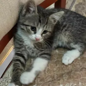 котята