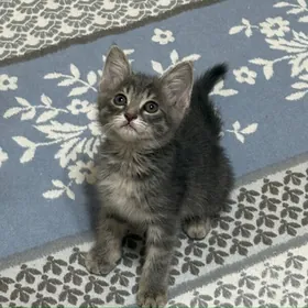 котенок