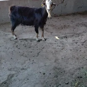 geçi