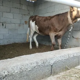 Tüwe