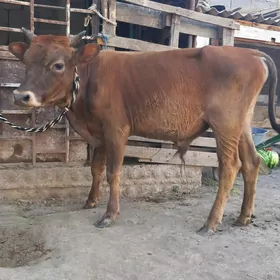 Okuz 4 sany