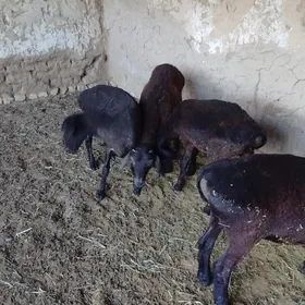 gissar tokly