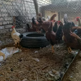 towuk horazlar