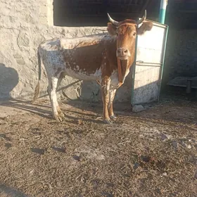 Gysyr sygyr