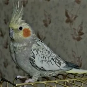 popugaý Kарела