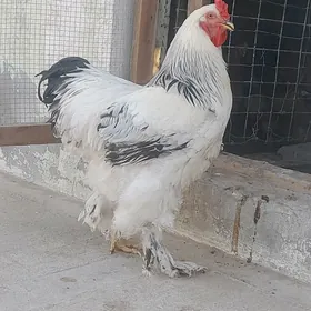 brama ak