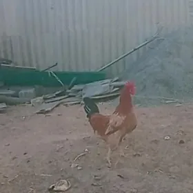 хороз
